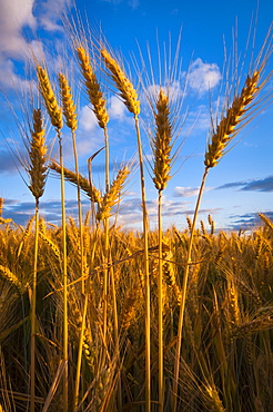 USA, Oregon, Marion County, Wheat field