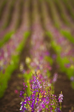 USA, Oregon, Marion County, Linaria flowers