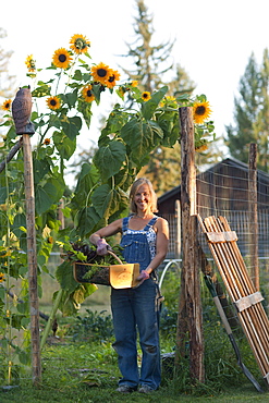 USA, Montana, Whitefish, Mid adult woman in her garden