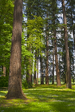 USA, Oregon, Fir trees forest