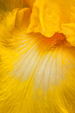 USA, Oregon, Close-up of yellow iris