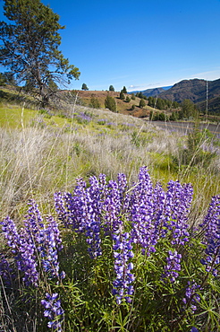 USA, Oregon, Mitchell, Flowering lupines