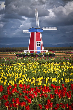 USA, Oregon, Wooden Shoe Tulip Farm