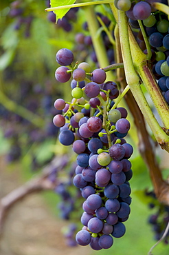 USA, Vermont, Woodstock, Bunch of unripe grapes