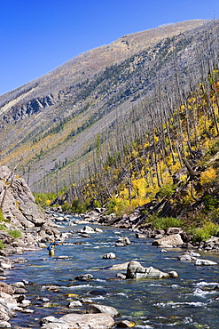 USA, Montana, Woman fly fishing in North Fork of Blackfoot River