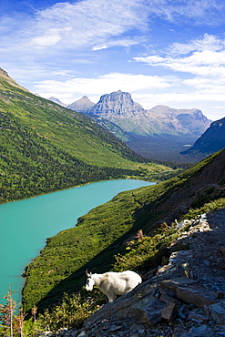 USA, Montana, Glacier National Park, Mountain goat, high angle view