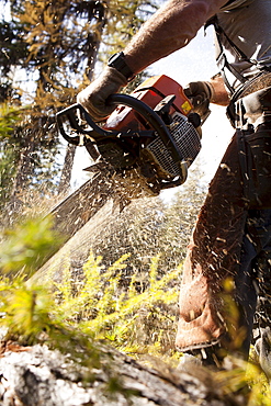 USA, Montana, Lakeside, lumberjack felling tree