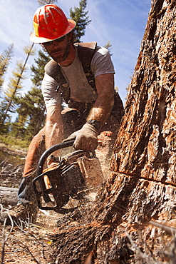 USA, Montana, Lakeside, lumberjack felling tree