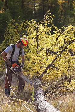 USA, Montana, Lakeside, lumberjack felling tree