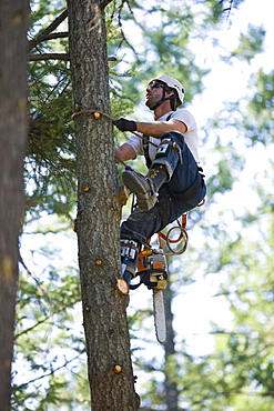 USA, Montana, Lakeside, lumberjack clambering tree