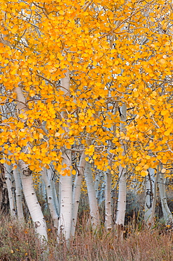 USA, California, Aspen tree trunks