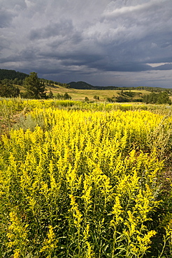 USA, South Dakota, Flowers and storm