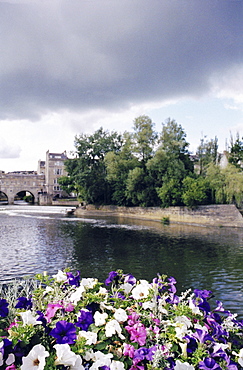 Pansies next to river