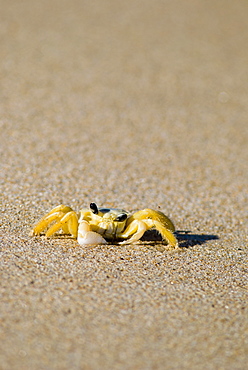 Crab on sand