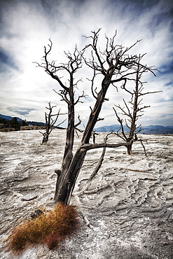 Dead tree and dry terrace at Canary Spring, Mammoth Hot Springs, Yellowstone National Park, Wyoming