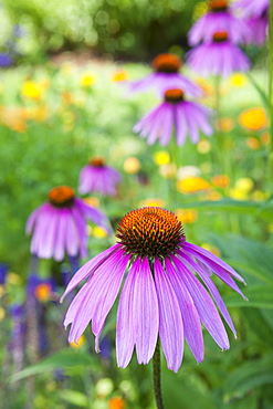 Purple Coneflower, Elkton, OR