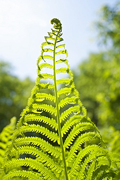 Detail of fern