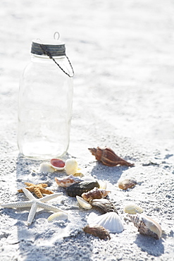 Collection of starfish and shells