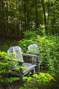 Wooden chairs in greenery, USA, New York State, New York City, Central Park 