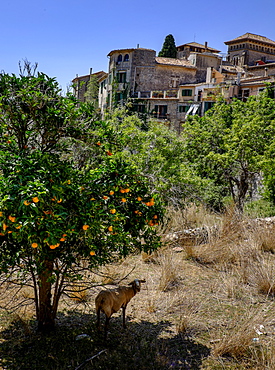 Goat standing under orange tree, Valldemossa, Mallorca, Spain