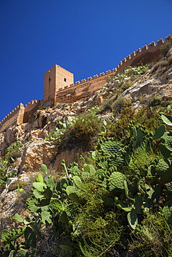 Cacti and fortified wall, Almeria, Spain