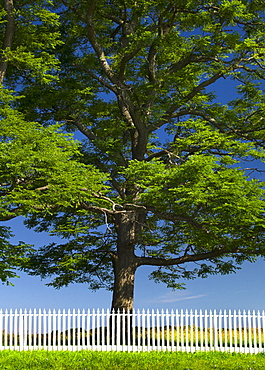 White picket fence in front of large tree