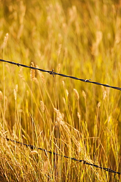 Close-up of barbed wire fence in yellow prairie grass