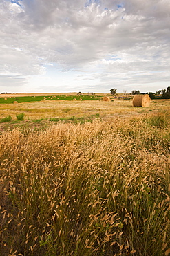 Straw bales on field