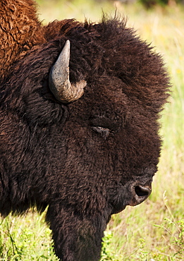 USA, South Dakota, American bison (Bison bison) in Custer State Park, headshot