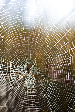 USA, South Dakota, Spider in web in Badlands National Park