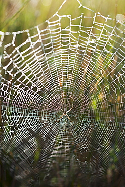 USA, South Dakota, Spider in web in Badlands National Park