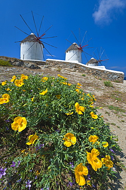 Greece, Cyclades Islands, Mykonos, Flowers near old windmills