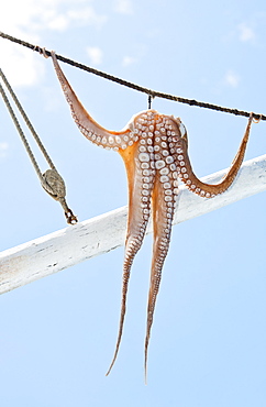 Greece, Cyclades Islands, Mykonos, Sun drying octopus on fishing boat