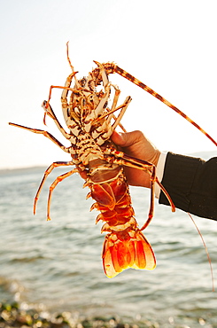 Greece, Cyclades Islands, Mykonos, Hand holding lobster by sea