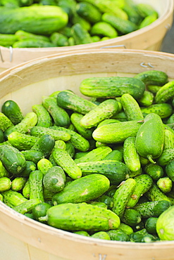 Cucumbers for sale