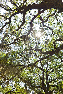 USA, Georgia, Savannah, Oak trees with spanish moss