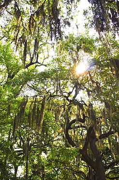 USA, Georgia, Savannah, Oak trees with spanish moss