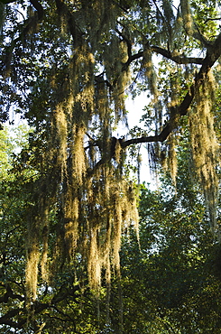 USA, Georgia, Savannah, Oak trees with spanish moss