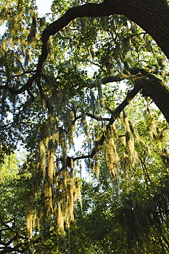 USA, Georgia, Savannah, Oak trees with spanish moss