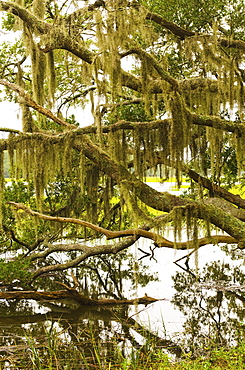 USA, South Carolina, Charleston, Oak trees with spanish moss