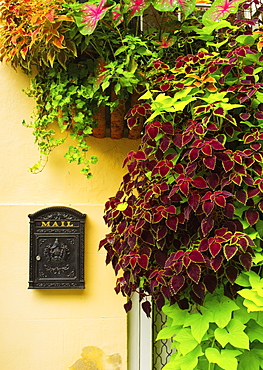 USA, South Carolina, Charleston, Close up of house wall with ivy and mailbox