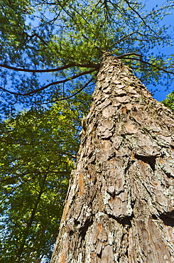 USA, Georgia, Stone Mountain, Low angle view of pine tree in forest