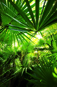 Palm grove