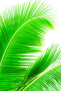 Palm leaves