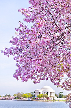 Cherry tree in blossom with Jefferson Memorial in background