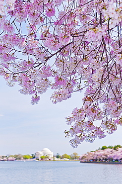 Cherry tree in blossom with Jefferson Memorial in background