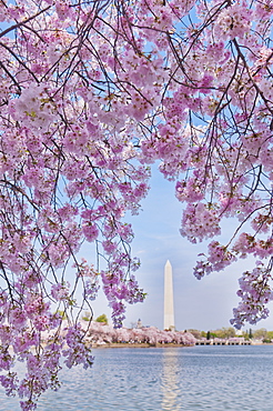 Cherry tree in blossom with Jefferson Memorial in background