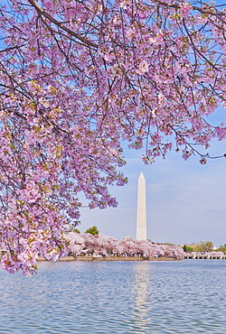 Cherry tree in blossom with Jefferson Memorial in background