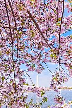 Cherry tree in blossom with Jefferson Memorial in background