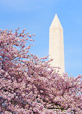 Cherry tree in blossom with Jefferson Memorial in background